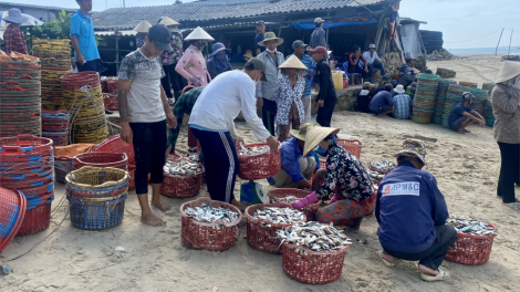 Vào mùa cá trích, ngư dân kiếm tiền triệu sau vài giờ ra biển (4/11/2023)