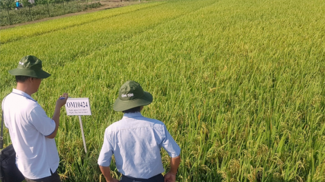 "Mạng nhà nông" dự báo cung cầu kết nối nông dân và doanh nghiệp (3/11/2023)