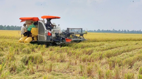 Công nghệ sau thu hoạch mang đến giải pháp tối ưu nâng cao giá trị hạt gạo Việt  (11/11/2023)