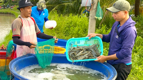 Tôm Cà Mau – Tự hào thương hiệu Việt (21/11/2023)