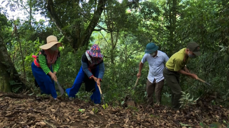 Người dân Lai Châu chủ động phòng cháy, chữa cháy rừng những ngày đầu mùa hanh khô (27/11/2023)