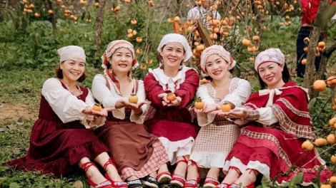 Cao nguyên Mộc Châu đẹp diệu kỳ trong mùa hồng chín (10/11/2023)