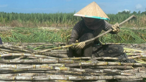 Hậu Giang: Cây mía trắng cờ (29/11/2023)