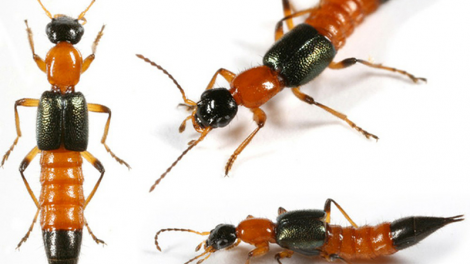 Làm gì khi bị viêm da do kiến ba khoang? (13/11/2023)