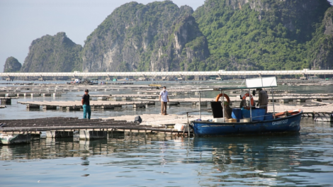 Quảng Ninh- mục tiêu 8800ha diện tích nuôi biển (8/11/2023)