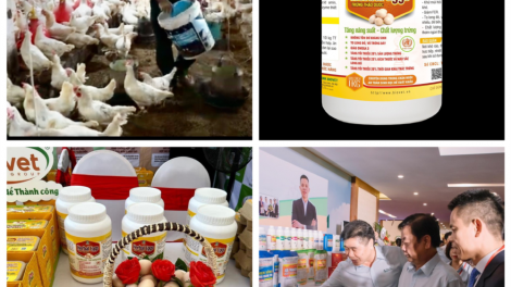 Dùng dược liệu thay thế kháng sinh trong chăn nuôi (05/11/2023)