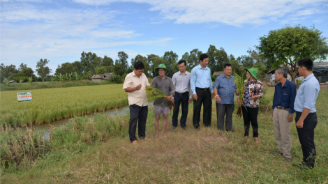 Tiền Giang: Vụ lúa Thu Đông giá lúa đạt kỉ lục, nông dân phấn khởi (27/11/2023)