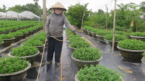 Nông dân Đà Nẵng tất bật vụ hoa Tết (07/12/2023)