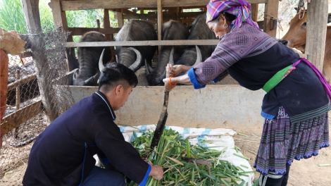 Người dân vùng cao Yên Bái chú trọng bảo vệ gia súc trong mùa rét (19/12/2023)