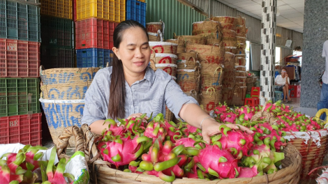 Long An loay hoay tìm đầu ra bền vững cho trái thanh long (09/12/2023)