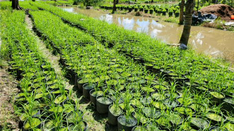 Nông dân Hậu Giang góp 20 ngàn chậu lúa phục vụ Festival quốc tế ngành hàng lúa gạo Việt Nam (11/12/2023)