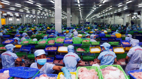 Nâng cấp giống - giảm chi phí sản xuất - phát triển thị trường để nâng cao sức cạnh tranh ngành hàng cá tra (15/12/2023)