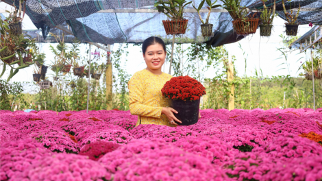 Làng hoa trăm tuổi Sa Đéc ở Đồng Tháp sẵn sàng cho Festival (22/12/2023)