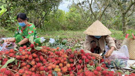 Bến Tre: Trái chôm chôm được cấp chứng nhận đăng ký chỉ dẫn địa lý. (11/12/2023)