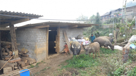 Vùng cao Sa Pa tăng cường chống rét cho đại gia súc (19/12/2023)