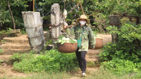 Lạng Sơn: Tập trung phát triển na trái vụ (13/12/2023)