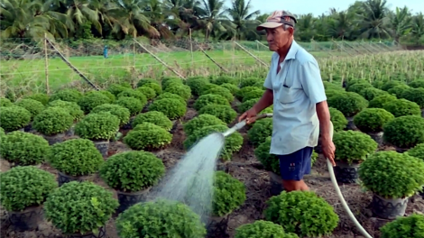 Trà Vinh: Hoa kiểng phụ vụ tết giảm sản lượng vì lo lắng đầu ra (18/12/2023)
