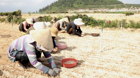 Nông dân Lý Sơn gặp khó trong vụ tỏi đông xuân (07/12/2023)