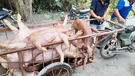 Tiền Giang: Quyết tâm bảo vệ trên 290,000 con lợn phục vụ thị trường Tết cổ truyền (07/12/2023)