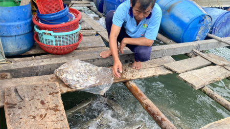 Kiên Giang: Không có việc cá nuôi lồng bè và hàu, vẹm xanh chết hàng loạt (18/2/2023)