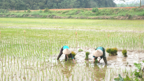 Miền Bắc tập trung gieo cấy lúa Đông Xuân. (10/02/2023)