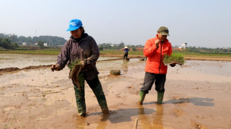 Nông dân Yên Bái hối hả xuống đồng sau Tết (4/2/2023)