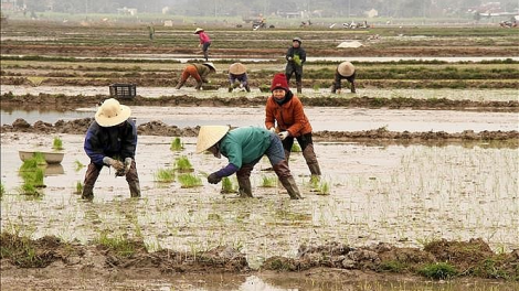 Nam Định - hướng đến vụ đông xuân 2022-2023 thắng lợi (07/02/2023)