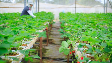 Sản xuất xanh - thúc đẩy phát triển nông nghiệp bền vững (09/02/2023)