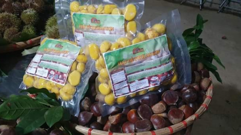 Nông dân Lạng Sơn thu nhập hàng trăm triệu đồng một năm từ cây hạt dẻ (17/2/2023)