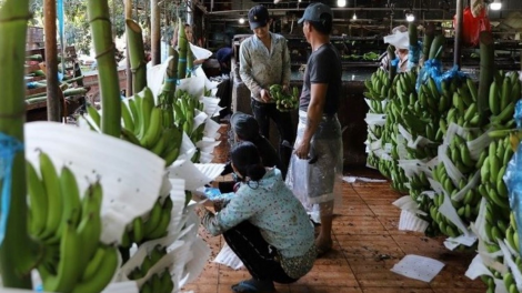 Quảng Ngãi: Tái cơ cấu nông nghiệp, nâng tầm giá trị nông sản (16/2/2023)