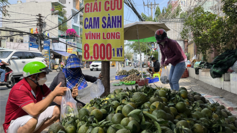 Lại "giải cứu" cam (21/2/2023)