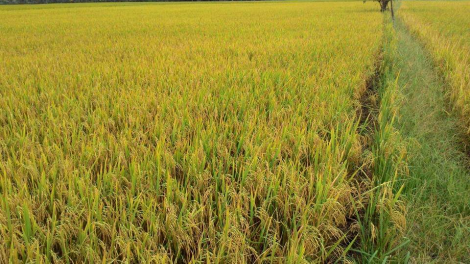 Tiền Giang:  Vụ lúa Đông Xuân trúng mùa, thoát hạn, mặn (27/2/2023)