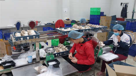 Vĩnh Phúc: Phát triển kinh tế bền vững bằng nông nghiệp hiện đại (07/3/2023)