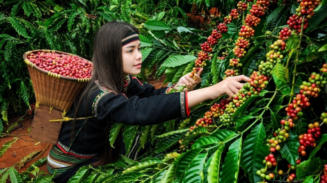 Xây dựng văn hóa cà phê để gia tăng giá trị (14/03/2023)