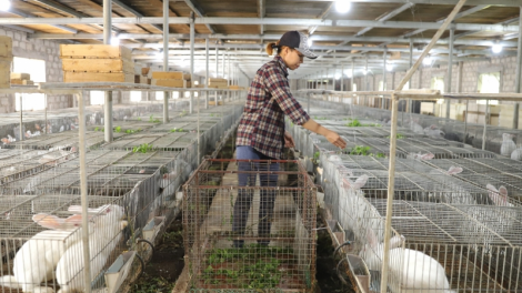 Làm nông nghiệp tuần hoàn, thu nửa tỉ đồng mỗi năm (27/3/2023)