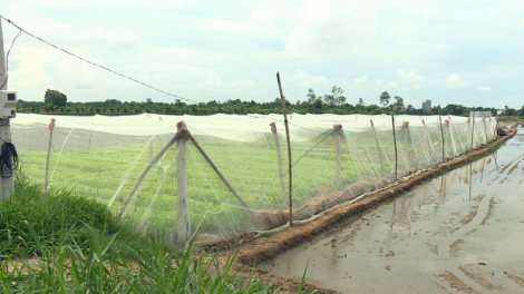 Dự án sinh kế Trà Vinh giúp nhiều hộ đồng bào Khmer, phụ nữ yếu thế nâng cao đời đời sống (27/3/2023)