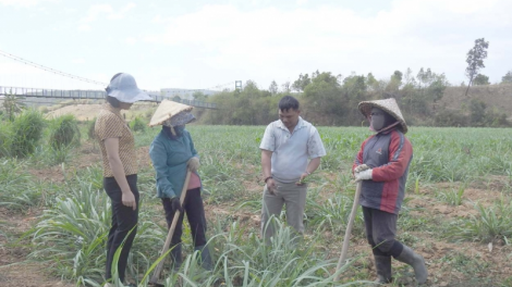 Người đảng viên tiên phong xây dựng cánh đồng mía lớn ở Đăk Trăm (22/3/2023)