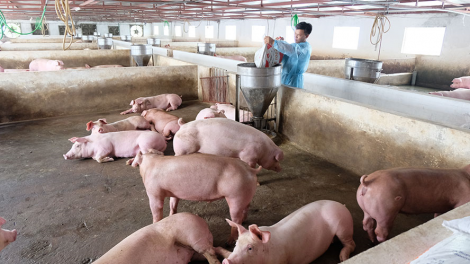 Giá lợn hơi giảm sâu nguyên nhân do đâu (12/03/2023)