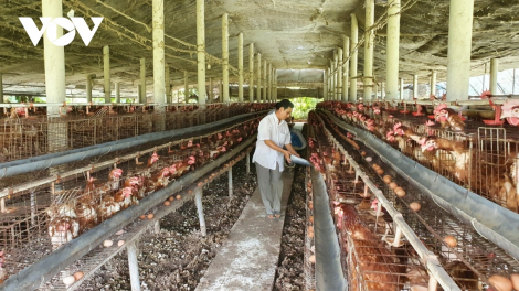 Giá thức ăn chăn nuôi tăng cao, nông dân tìm cách vượt khó (03/04/2023)