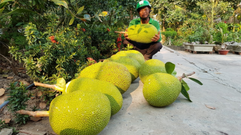 Tiền Giang: Mít Indo giá đến 100 nghìn đồng/kg, cao nhất trong năm (05/3/2023)