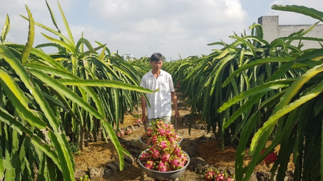 Hướng đi nào bền vững cho trái Thanh Long? (15+16/04/2023)