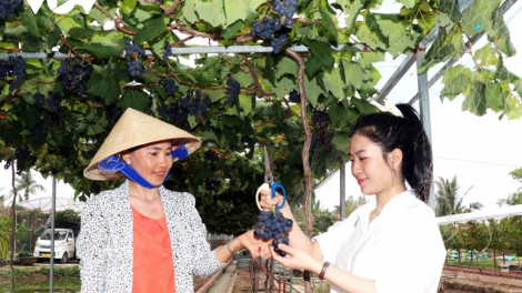 Người phụ nữ mở hướng đi từ trồng nho trên vùng đất mặn ở Cà Mau (3/4/2023)