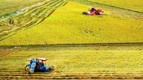 Tăng thu nhập cho nông dân trồng lúa với Đề án 1 triệu hecta chuyên canh lúa chất lượng cao (23/04/2023)