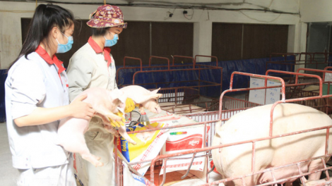 Ngành chăn nuôi vượt khó, tìm kiếm thị trường mới (24/04/2023)