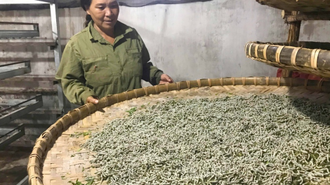 Gia Lai: Người giúp bà con thoát cảnh “nuôi tằm ăn cơm đứng” (4/4/2023)