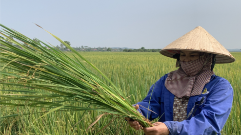 Hàng trăm ha lúa ST24, ST25 ở Đắk Lắk,  Đắk Nông bị lép hạt bất thường (20/4/2023)