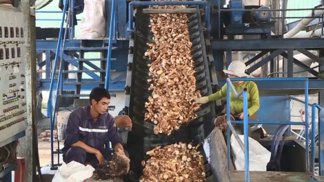 Phú Yên: Nguy cơ phá vỡ quy hoạch vùng nguyên liệu sắn (5/4/2023)