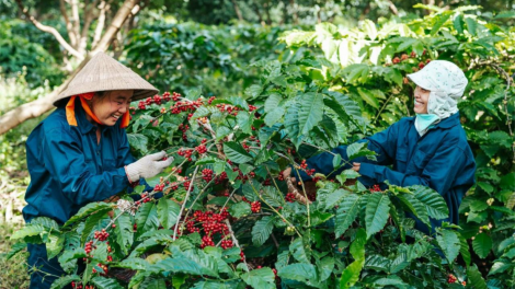 Xây dựng thương hiệu nông sản quốc gia là bài toán khó (25/4/2023)
