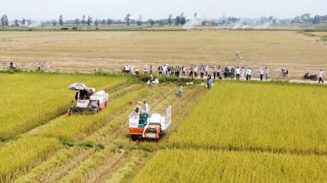 Lúa gạo hữu cơ vùng nắng gió, cát trắng xuất ngoại (20/04/2023)