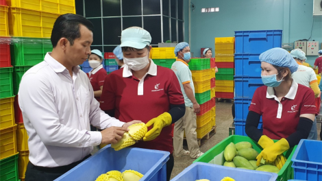 Loạt bài: Mặc “áo giáp” cho nông sản xuất khẩu<br>  Bài 1: Bản quyền giống thanh long và chuyện nguồn gốc nông sản (02/4/2023)